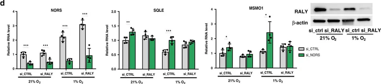 Western blot - Anti-RALY antibody [EPR10121] (AB170105)