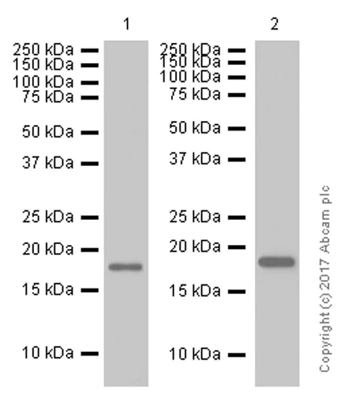 Western blot - Anti-RAMP1 antibody [EPR10867] (AB156575)