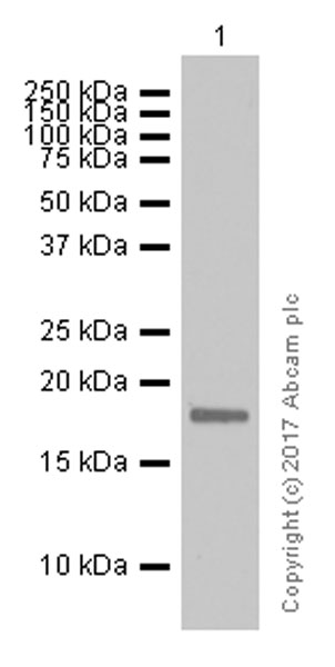 Western blot - Anti-RAMP1 antibody [EPR10867] (AB156575)