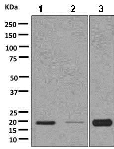 Western blot - Anti-RAMP1 antibody [EPR10867] - BSA and Azide free (AB232407)