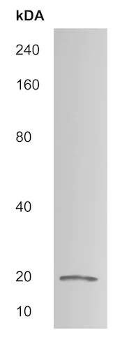 Western blot - Anti-RAMP2 antibody (AB215050)