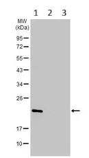 Western blot - Anti-RAMP2 antibody (AB96546)
