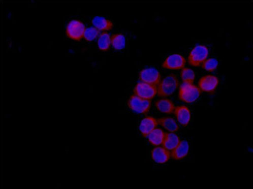 Immunocytochemistry/ Immunofluorescence - Anti-Ramp4-2 antibody [EPR14338] (AB184571), expandable thumbnail
