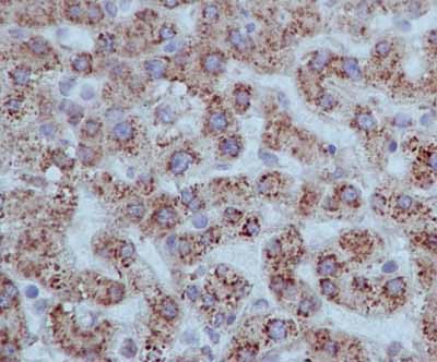 Immunohistochemistry (Formalin/PFA-fixed paraffin-embedded sections) - Anti-Ramp4-2 antibody [EPR14338] (AB184571), expandable thumbnail
