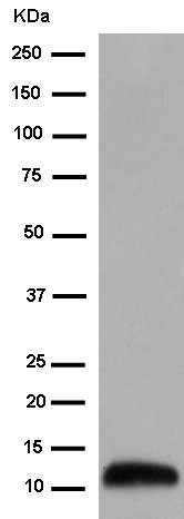 Western blot - Anti-Ramp4-2 antibody [EPR14338] (AB184571), expandable thumbnail