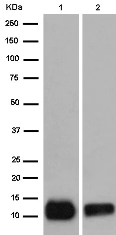 Western blot - Anti-Ramp4-2 antibody [EPR14338] - BSA and Azide free (AB250772)