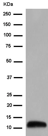 Western blot - Anti-Ramp4-2 antibody [EPR14338] - BSA and Azide free (AB250772)
