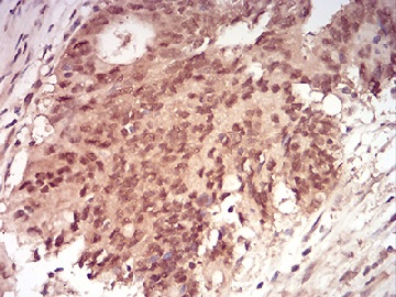 Immunohistochemistry (Formalin/PFA-fixed paraffin-embedded sections) - Anti-Ran antibody [8D1H12] (AB233762), expandable thumbnail