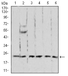 Western blot - Anti-Ran antibody [8D1H12] (AB233762), expandable thumbnail