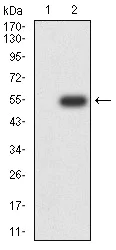 Western blot - Anti-Ran antibody [8D1H12] (AB233762)