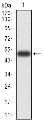 Western blot - Anti-Ran antibody [8D1H12] (AB233762)