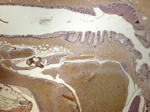 Immunohistochemistry (Formalin/PFA-fixed paraffin-embedded sections) - Anti-Ran antibody (AB209725)