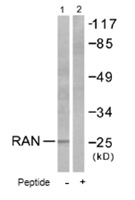 Western blot - Anti-Ran antibody (AB53775)