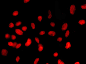 Immunocytochemistry/ Immunofluorescence - Anti-Ran antibody [EPR10790(B)] (AB157213)