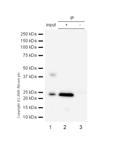 Immunoprecipitation - Anti-Ran antibody [EPR10791(B)] (AB155103)