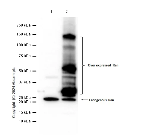 Western blot - Anti-Ran antibody [EPR10791(B)] (AB155103)