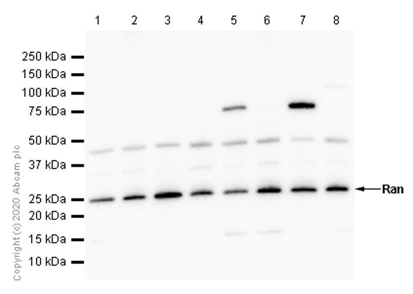 Western blot - Anti-Ran antibody [EPR10791(B)] (AB155103)