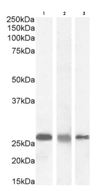 Western blot - Anti-RanBP1 antibody (AB17034)
