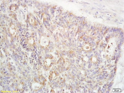 Immunohistochemistry (Formalin/PFA-fixed paraffin-embedded sections) - Anti-RanBP1 antibody (AB217940)