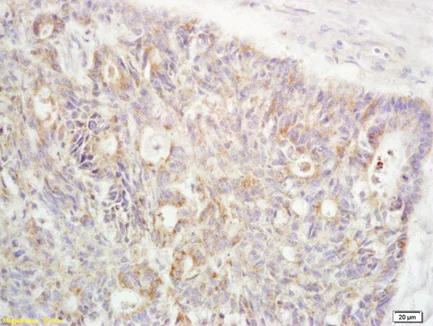 Immunohistochemistry (Formalin/PFA-fixed paraffin-embedded sections) - Anti-RanBP1 antibody (AB217940)
