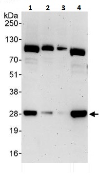 Western blot - Anti-RanBP1 antibody (AB264129)