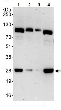 Western blot - Anti-RanBP1 antibody (AB264129)