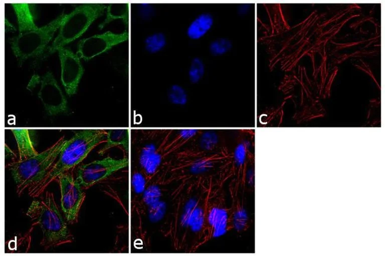 Immunocytochemistry/ Immunofluorescence - Anti-RanBP1 antibody (AB2937)
