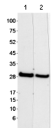 Western blot - Anti-RanBP1 antibody (AB70185)
