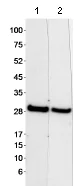 Western blot - Anti-RanBP1 antibody (AB70185)