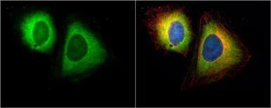 Immunocytochemistry/ Immunofluorescence - Anti-RanBP1 antibody (AB97659)