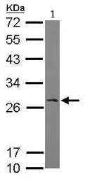 Western blot - Anti-RanBP1 antibody (AB97659)