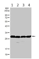 Western blot - Anti-RanBP1 antibody (AB97659)