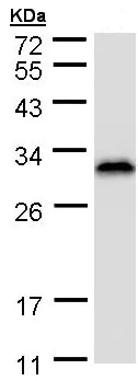 Western blot - Anti-RanBP1 antibody (AB97659)