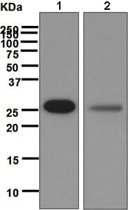 Western blot - Anti-RanBP1 antibody [EPR6796(B)] (AB133550)