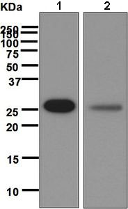 Western blot - Anti-RanBP1 antibody [EPR6796(B)] - BSA and Azide free (AB248549), expandable thumbnail