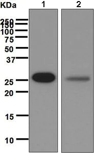 Western blot - Anti-RanBP1 antibody [EPR6796(B)] - BSA and Azide free (AB248549)