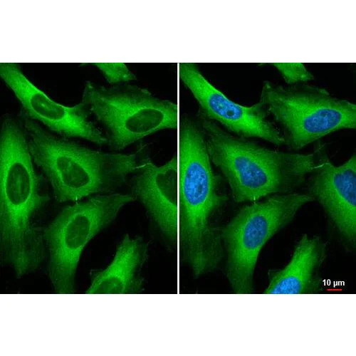 Immunocytochemistry/ Immunofluorescence - Anti-RanBP1 antibody [HL2358] (AB317209)