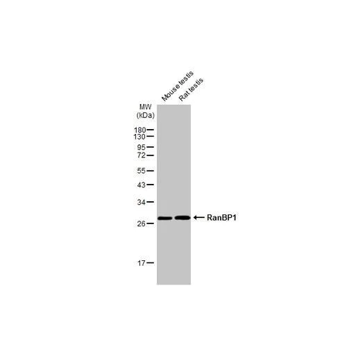 Western blot - Anti-RanBP1 antibody [HL2358] (AB317209)