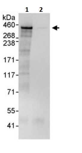 Immunoprecipitation - Anti-RanBP2 antibody (AB245563)