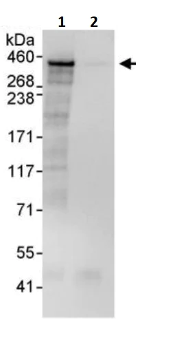 Immunoprecipitation - Anti-RanBP2 antibody (AB245563)