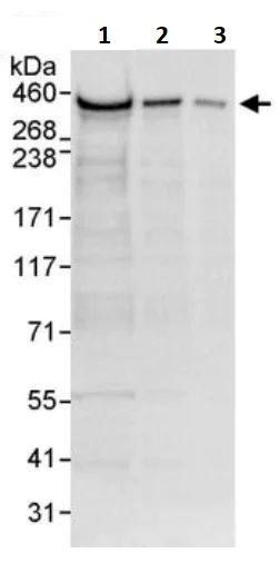 Western blot - Anti-RanBP2 antibody (AB245563)