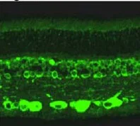 Immunohistochemistry (Formalin/PFA-fixed paraffin-embedded sections) - Anti-RanBP2 antibody (AB2938)