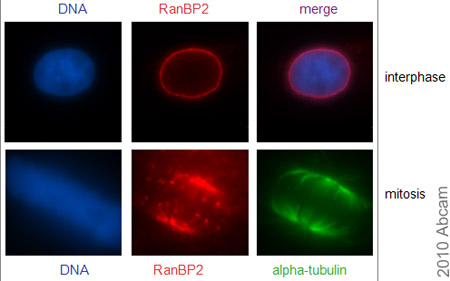 Immunocytochemistry/ Immunofluorescence - Anti-RanBP2 antibody (AB64276)