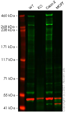 Western blot - Anti-RanBP2 antibody (AB64276)