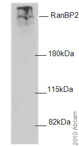 Western blot - Anti-RanBP2 antibody (AB64276)