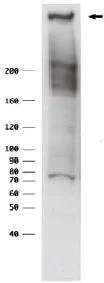 Western blot - Anti-RanBP2 antibody (AB64276)