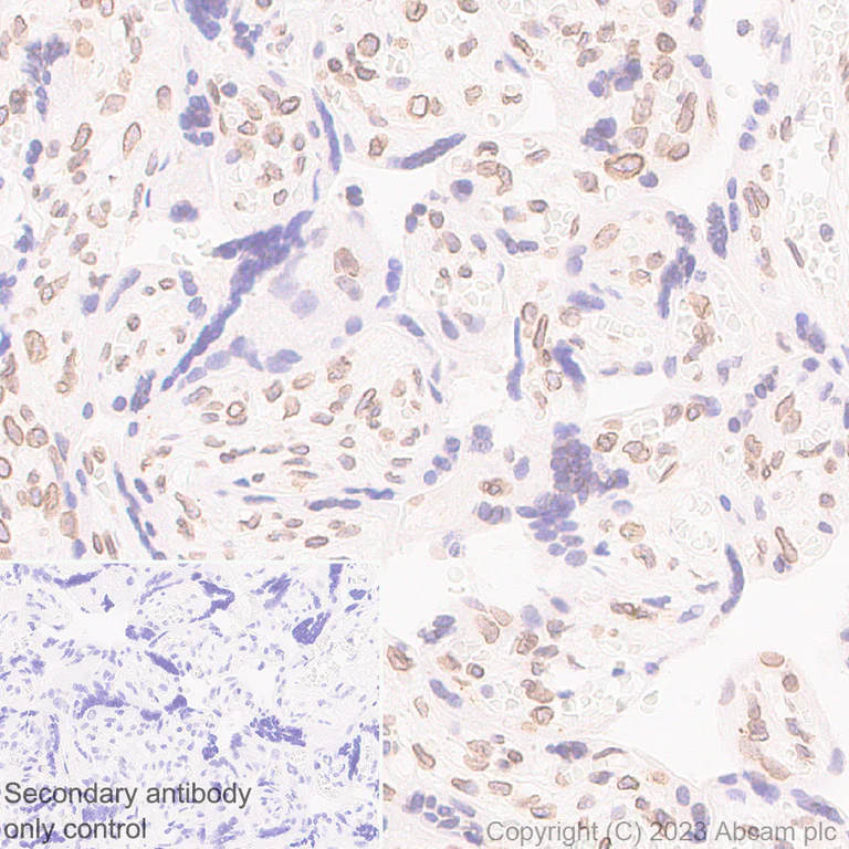 Immunohistochemistry (Formalin/PFA-fixed paraffin-embedded sections) - Anti-RanBP2 antibody [EPR28204-184] (AB315458)