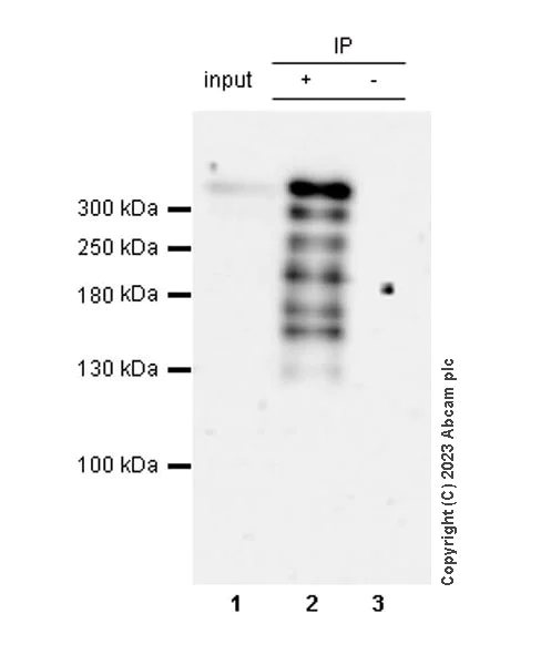 Immunoprecipitation - Anti-RanBP2 antibody [EPR28204-184] (AB315458)