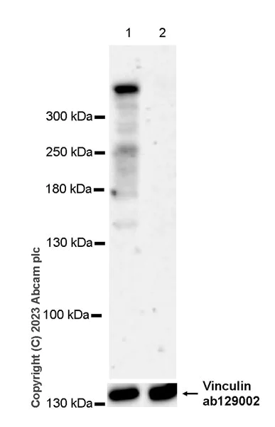 Western blot - Anti-RanBP2 antibody [EPR28204-184] (AB315458)