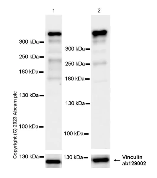Western blot - Anti-RanBP2 antibody [EPR28204-184] (AB315458)
